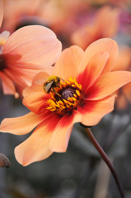 Rödbladig dahlia i närbild mot lummig grön bakgrund – rött bladverk som stark kontrast (rött och grönt) i trädgårdens plantering, perfekt som kontrastväxt i rabatt och kruka – Blomsterfrämjandet.