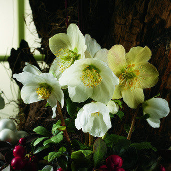 Julros – Helleborus niger och Helleborus x hybridus i tidig vinterblom; köldtålig perenn med vintergrönt bladverk för halvskugga, väldränerad kalkrik jord, kruka och snitt.