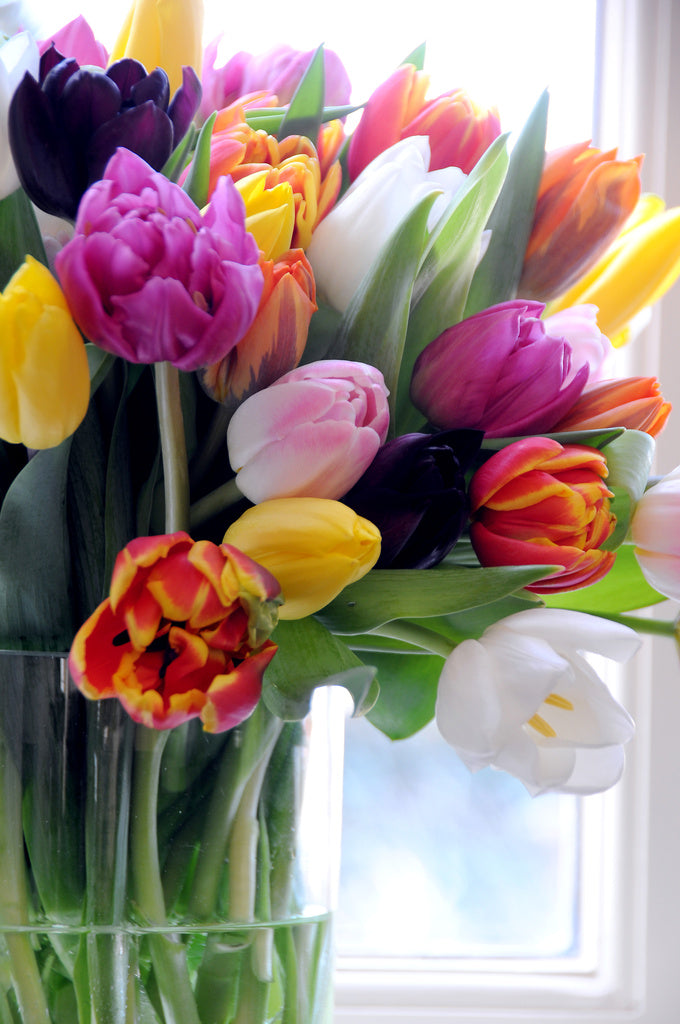 Tulpaner i glasvas – krispig bukett svenskodlade snittblommor som ger vårkänslor; klassiskt och modernt blomsterarrangemang för advent, jul och nyår.