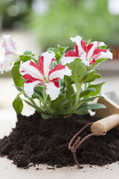 Tvåfärgad petunia (Petunia x hybrida) – mångsidig, färgsprakande sommarblomma för balkonglådor, amplar och rabatter; rikblommande, doftande och pollinatörvänlig.