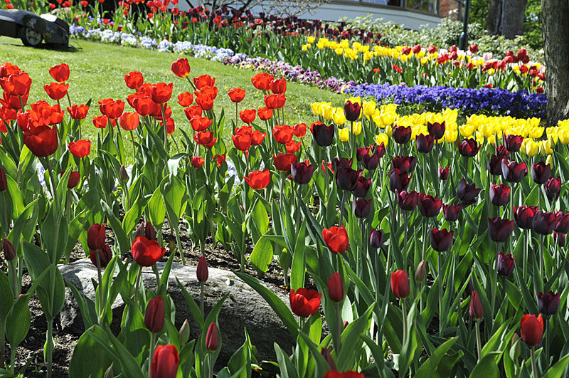 Blomsterprakt på trädgårdsmässa i Liseberg med färgsprakande blomsterarrangemang, idéträdgårdar och inspiration och fantasi från floristutbildningar och arborister; Hattparaden och nyheten Urban Garden lockar besökare.