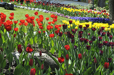 Blomsterprakt på trädgårdsmässa i Liseberg med färgsprakande blomsterarrangemang, idéträdgårdar och inspiration och fantasi från floristutbildningar och arborister; Hattparaden och nyheten Urban Garden lockar besökare.
