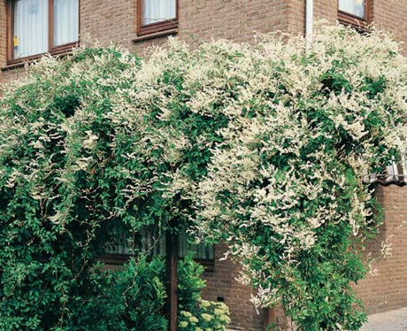 Bokharabinda, arkitektens tröst – snabb- och starkväxande, doftlös klätterbuske med vita/ljusrosa blomvippor som snabbt skapar grönt insynsskydd på spaljé i trädgården.