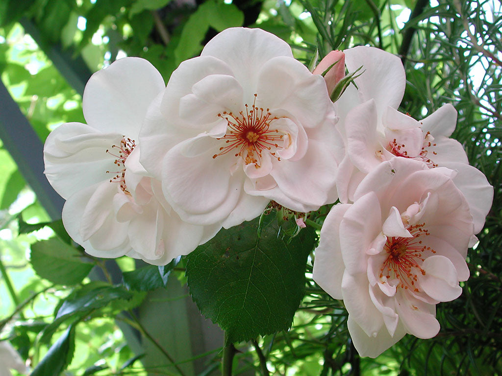 Klätterros/Buskros 'Bolero' (Poulsen Roser, Danmark 2000) – persikorosa till vita, vildrosliknande blommor med vinröda ståndare, långblommande i zon 3; mörkgrönt glänsande bladverk, ideal för spaljé, vägg och pergola i trädgården.