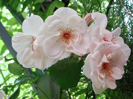 Klätterros/Buskros 'Bolero' (Poulsen Roser, Danmark 2000) – persikorosa till vita, vildrosliknande blommor med vinröda ståndare, långblommande i zon 3; mörkgrönt glänsande bladverk, ideal för spaljé, vägg och pergola i trädgården.