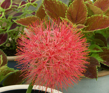 Bollilja (Scadoxus multiflorus) i kruka på fönsterbräda – klarröd blomklot, amaryllisväxt (Amaryllidaceae) och lättskött rumslök; plantera flera lökar, vattna måttligt, håll frostfritt under viloperiod.