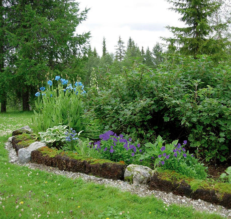 Bo Önells perennbacke i Skarvsjöby, Lappland (zon halvåtta) med brokbladig kaukasisk förgätmigej Brunnera macrophylla 'Variegata' till vänster, blå violer (Cornuta-hybrider) och gammal vinbärsbuske – tåliga perenner i Västerbottens län, ur Trädgård Norr.