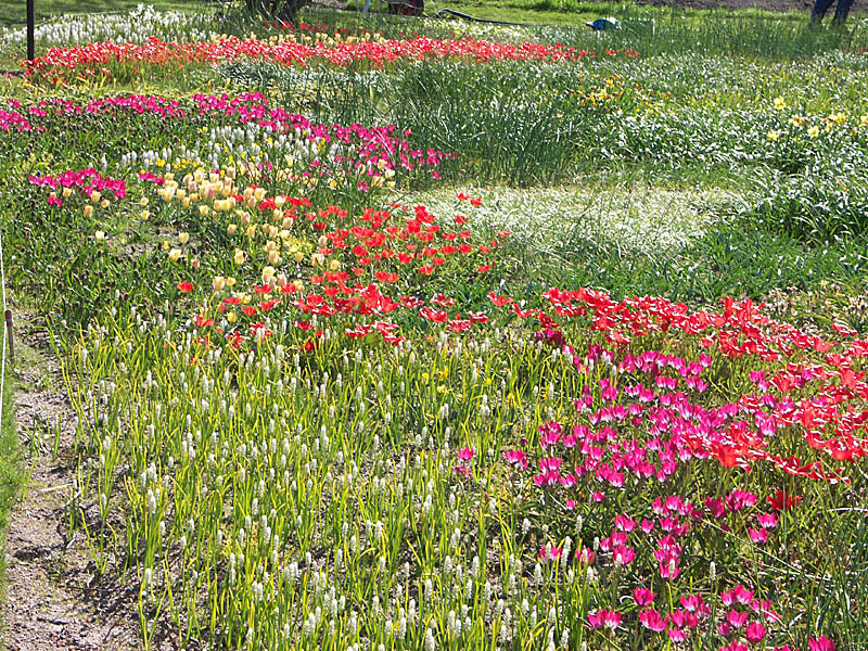 Blommande lökmatta i gräsmattan med botaniska tulpaner, vildkrokus, rysk blåstjärna, snödroppar och våriris – småvuxna arter som självsår sig för naturlig massverkan.