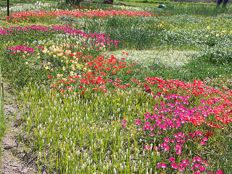 Blommande lökmatta i gräsmattan med botaniska tulpaner, vildkrokus, rysk blåstjärna, snödroppar och våriris – småvuxna arter som självsår sig för naturlig massverkan.