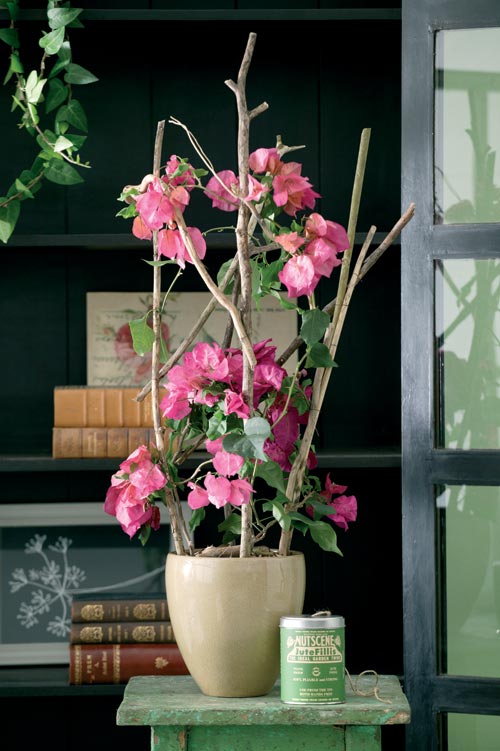 Bougainvillea i Nordeuropa med färgstarka högblad och speciell blomställning, trivs i direkt solljus i söderfönster eller uterum.