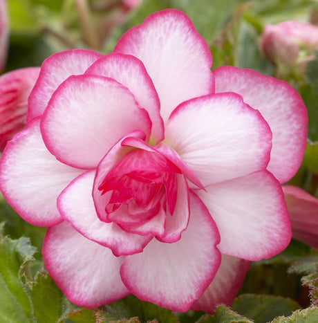 Knölbegonia Begonia x tuberhybrida ’Bridesmaid’ med stora, lysande sommarblommor – trivs i halvskugga; planteras grunt från knölar i humusrik jord, kräver jämn fukt och är frostkänslig men övervintras lätt.