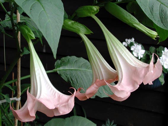 Brugmansia suaveolens (änglatrumpet) med stora hängande, doftande trumpetblommor i rosa/aprikos; giftig krukväxt i potatisfamiljen Solanaceae för altan och trädgård – ej Datura.