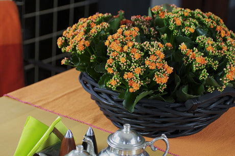 Calandiva-hav i varmt orange – dubbelblommande suckulent våreld (Kalanchoë blossfeldiana 'Calandiva'), lättskött inomhusväxt med lång blomning för hösten.