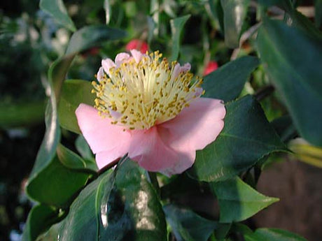Camellia japonica 'Yachiyo' – kamelia i full blom, vinterblommande teväxt (Theaceae) för odling i surjord med jämn fukt i svalt, ljust läge.
