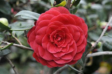 Kamelia Camellia japonica 'Coquettii' i blom – odling och skötsel i svalt uterum (5–12°C), mycket ljus utan direkt sol, sur rododendronjord, kalkfritt vatten och hög luftfuktighet för god knoppsättning och rik vinterblomning.