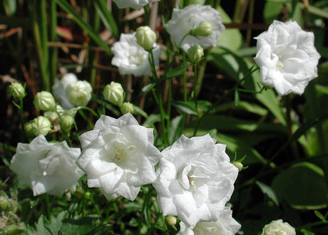 Dvärgklocka Campanula cochleariifolia ‘Elisabeth Oliver’ White med vita, fyllda klockor – marktäckande perenn för stenparti i sol/halvskugga och väldränerad jord.