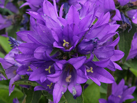 Toppklocka (Campanula glomerata) ’Superba’ med mörkblå/purpurvioletta blommor i täta klasar, odlad i trädgårdsrabatt; lättskött flerårig perenn för sol till halvskugga i näringsrik, väldränerad, kalkrik jord; effektiv marktäckare och dragkälla för humlor.