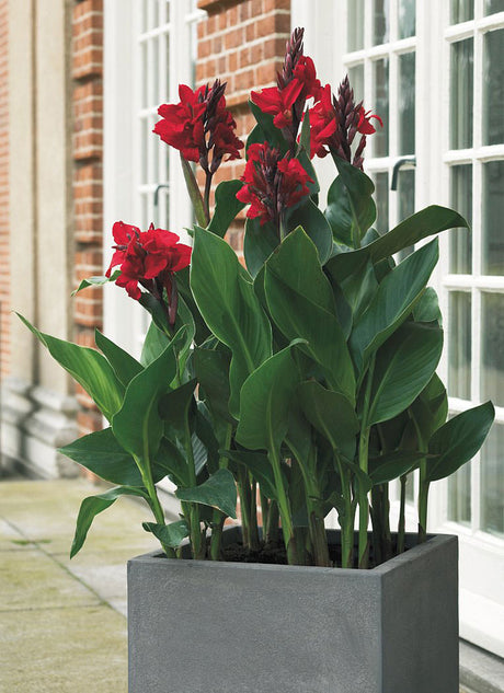 Röd arrowrot (Canna indica) med stora, färgsprakande, orkidéliknande blommor och breda blad i stor kruka på solig terrass – exotisk plantering; trivs med jämn bevattning, näring och frostfri vinterförvaring av knölar.