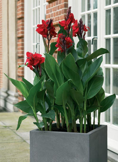 Canna indica (kanna, röd arrowrot) med stora, färgsprakande, orkidéliknande blommor och frodiga blad; exotisk odling i soligt, vindskyddat lä, i kruka på terrass eller rabatt; rhizomer vinterförvaras.