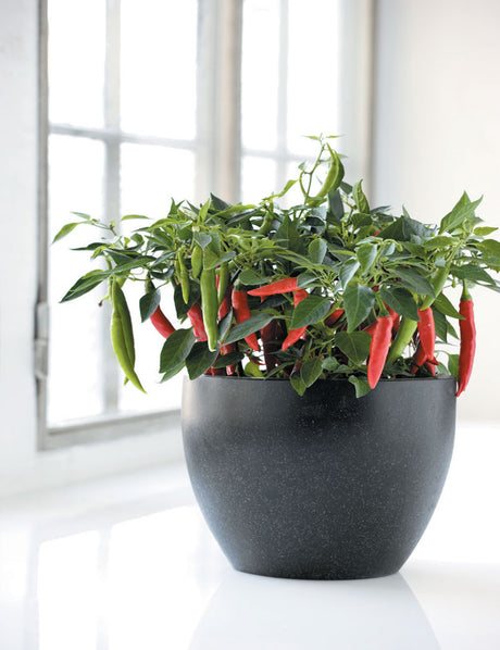 Capsicum annuum 'Apache' ätbar chilipeppar med långsmala, hängande röda frukter i kruka – dekorativ, lättskött prydnads- och kryddväxt för odling i köksfönstret.