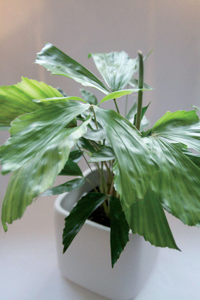 Caryota mitis (tuvad fiskstjärtspalm) med mörkgröna fiskstjärtsformade blad – en lättskött grön klassiker för höstmys och inredning i hemmet; Blomsterfrämjandets favorit bland gröna växter för ljusa platser, ger exotisk grönska.