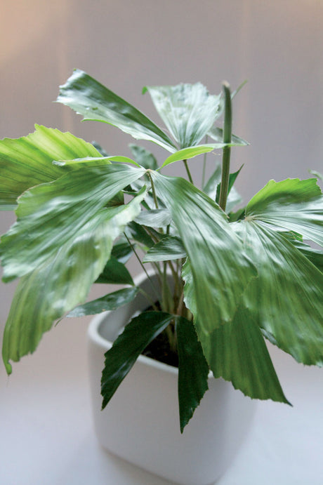 Caryota mitis (tuvad fiskstjärtspalm) med mörkgröna fiskstjärtsformade blad – en lättskött grön klassiker för höstmys och inredning i hemmet; Blomsterfrämjandets favorit bland gröna växter för ljusa platser, ger exotisk grönska.