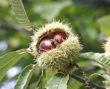 Äkta kastanj (Castanea sativa) – Fagaceae – med taggigt grönt svepe och bruna ätliga nötter; blomning med ljusgula hanax; skillnad mot hästkastanj (Aesculus hippocastanum) vars frön är giftiga; odling i Sverige zon 1–2; rostade kastanjer.