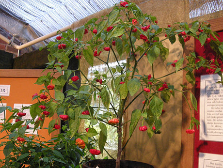 Jamaican bell-chili/paprika i Solanaceae – odling av paprika (Capsicum annuum) i växthus: röd frukt med tjocka väggar, rik på C‑vitamin och vitamin A; sådd januari–mars, varm mullrik jord pH 6–7, jämn vattning, beskärning och gödsling för riklig skörd.
