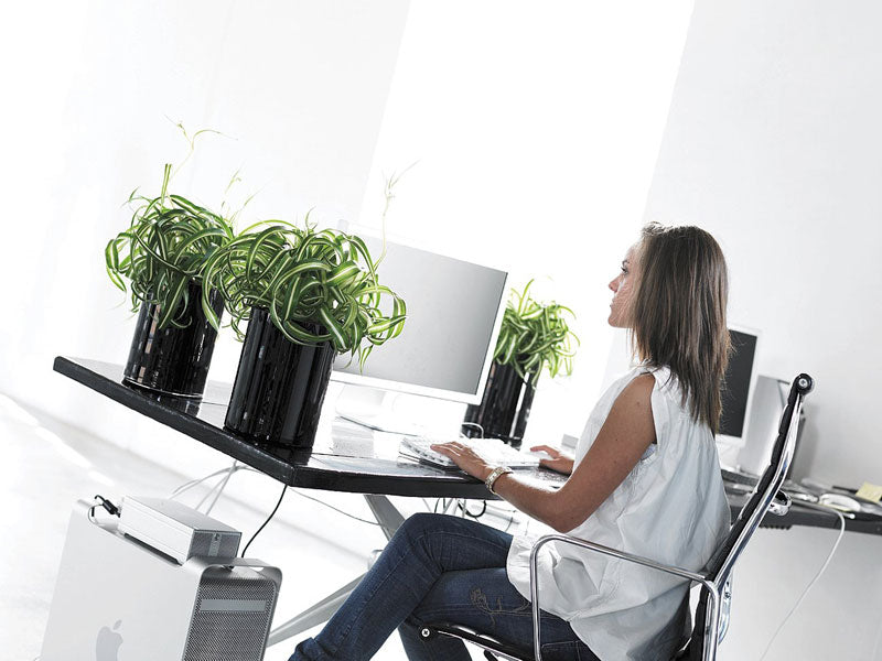 Chlorophytum (spindelväxt) i inomhusmiljö – växter och blommor för kontor som förbättrar arbetsmiljö, inomhusklimat och välbefinnande, minskar stress och ökar kreativitet och produktivitet.