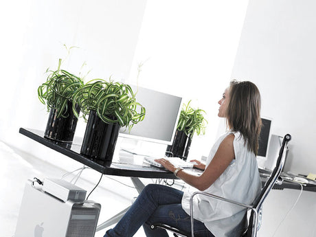 Chlorophytum (spindelväxt) i inomhusmiljö – växter och blommor för kontor som förbättrar arbetsmiljö, inomhusklimat och välbefinnande, minskar stress och ökar kreativitet och produktivitet.