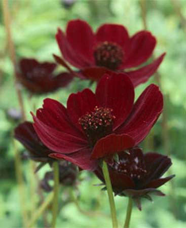 Chokladblomma (Chocolate Cosmos) i trädgården – doftande mörkröd blomma; Odla.nu forum: vinterförvaring/övervintring, stenpartiväxter och kompost av äppelskal och potatisskal.