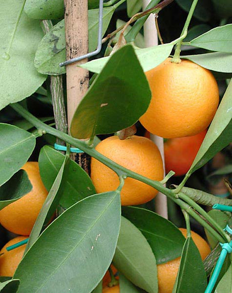 Kalamondin (Citrus x microcarpa) i kruka – odla citrus inomhus; miniatyrcitrusträd med blommor och frukt som ger Medelhavskänsla i hemmet.