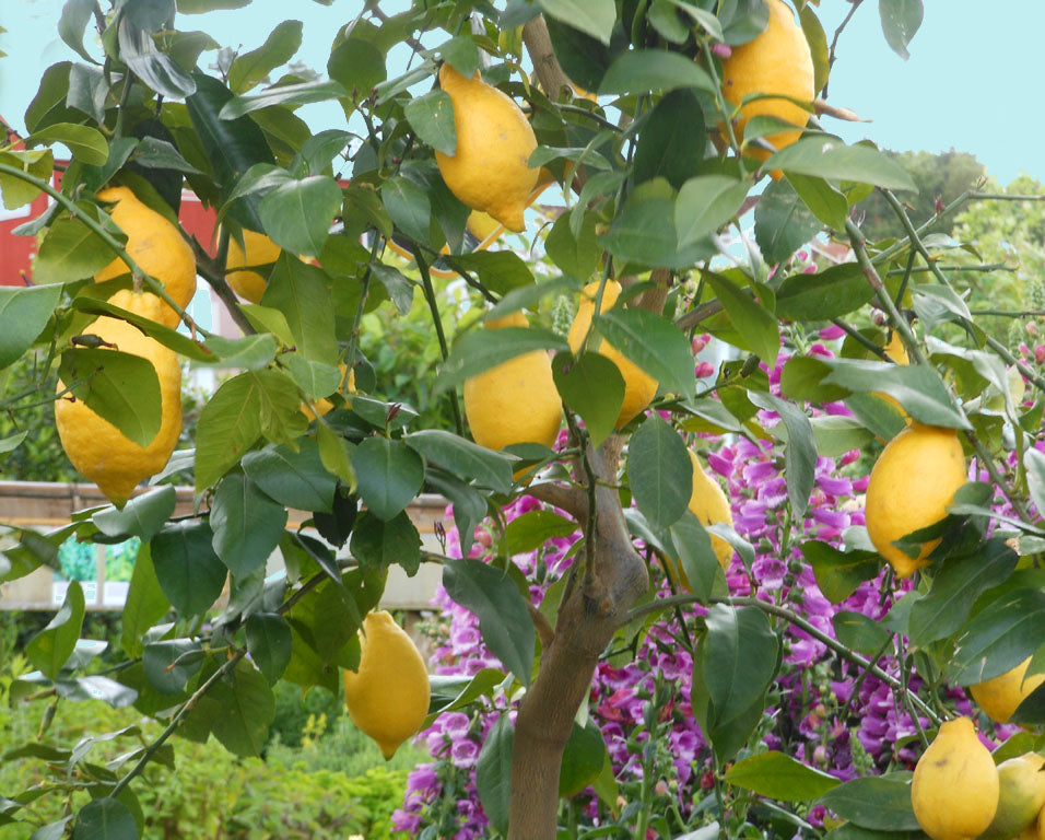 Citronträd i kruka i solig trädgård, omgiven av citrondoftande kryddväxter som citronverbena, citrongräs, citrontimjan, citronmeliss och citronbasilika för kök och sallader.