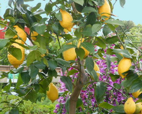 Citronträd i kruka i solig trädgård, omgiven av citrondoftande kryddväxter som citronverbena, citrongräs, citrontimjan, citronmeliss och citronbasilika för kök och sallader.