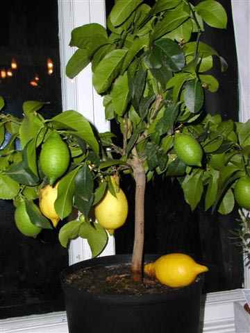 Citronträd i inomhusmiljö i december, med mogna gula citroner och doftande blommor i ett söderfönster – citrusodling som ger Medelhavskänsla; mycket ljus, jämn vattning, inga element under.