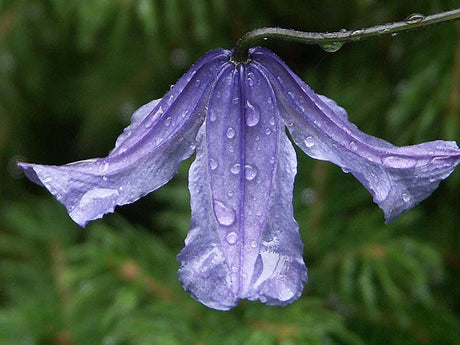 Storblommig blå klematis med sammetslyster – stjärnformade blommor på klätterväxt för spaljé eller pergola i trädgården; variation, skötsel, planterings- och odlingsråd samt rätt beskärningsgrupp.