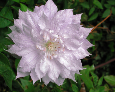 Storblommig klematis Clematis ’Josephine’ i blom; beskärning inför vintern med hård beskärning på hösten, vinterskydd med torra löv och juteväv, plantera djupt för säker övervintring