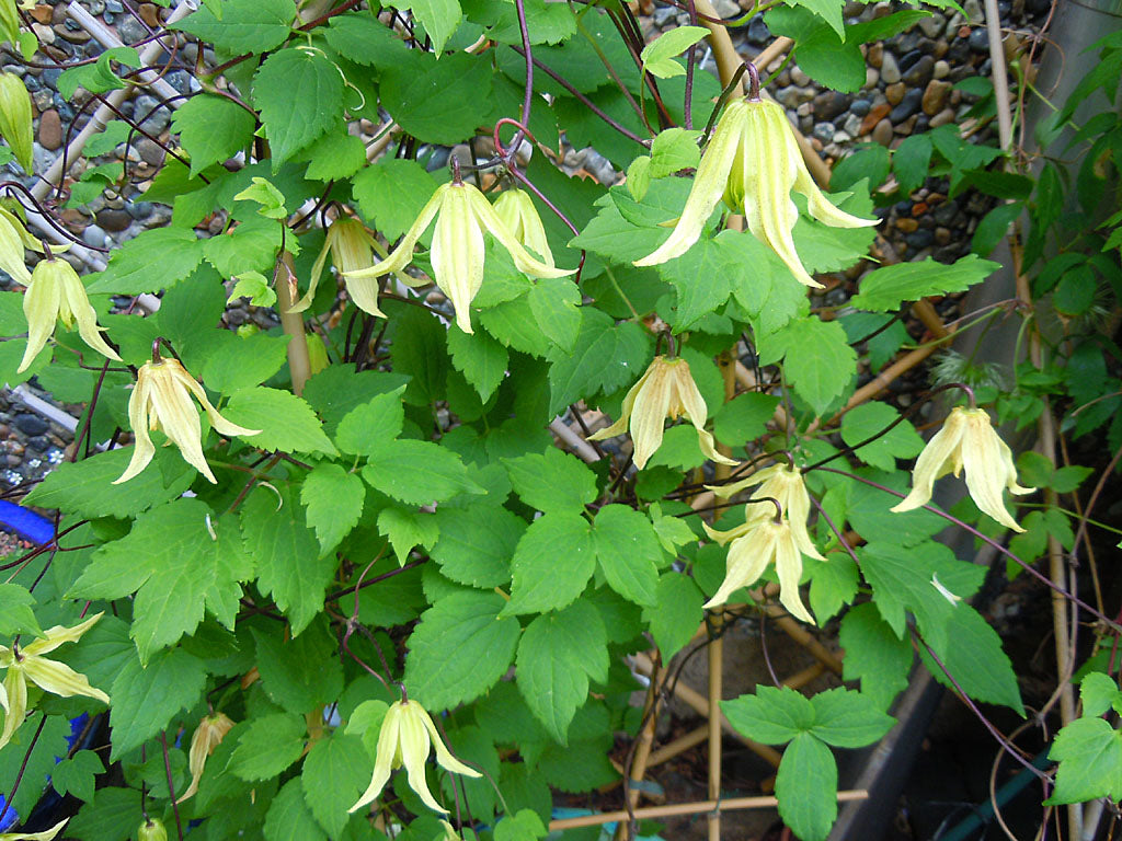 Klematis 'Aureolin' (Tangutica-Gruppen) med intensivt gula, klockformade blommor och silvervita fröställningar, torktålig klätterväxt för sol till halvskugga, zon 1–5, beskärningsgrupp 3.