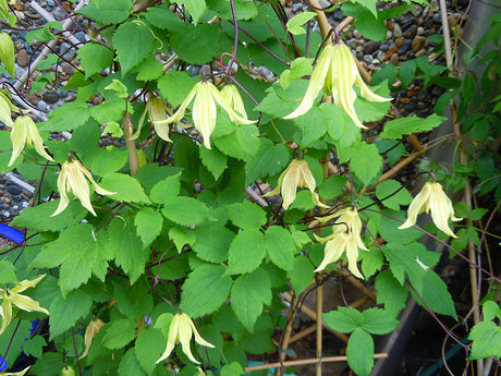 Klematis 'Aureolin' (Tangutica-Gruppen) med intensivt gula, klockformade blommor och silvervita fröställningar, torktålig klätterväxt för sol till halvskugga, zon 1–5, beskärningsgrupp 3.