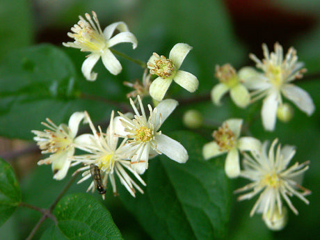 Klematis ’Paul Farges’ (Summer Snow) – starkväxande, lättodlad klematis i Vitalba-gruppen med doftande vita blommor midsommar–höst; klättrar på pergolor, väggar och träd; beskärningsgrupp 3; härdig zon 1–5.