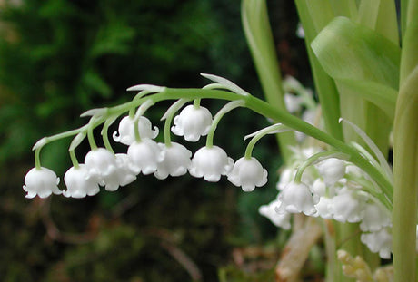 Liljekonvalj Convallaria majalis 'Grandiflora' - skuggtålig marktäckare med större, doftande vita klockblommor, blommar i maj; vacker men giftig trädgårdsväxt.