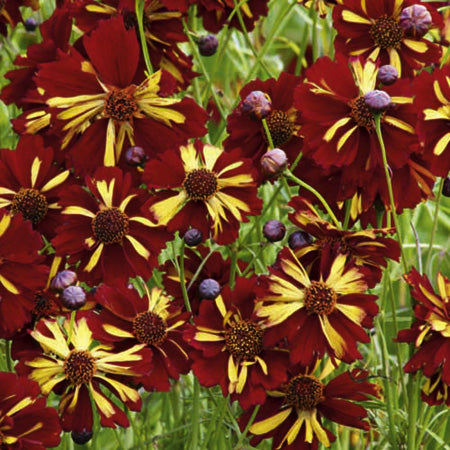 Flicköga Coreopsis 'Roulette' – halvdubbla rödbruna blommor med guldgula strimmor; lättodlad sommarblomma för färgrika rabatter och snitt, Fleuroselect 2009, frö hos Suttons.
