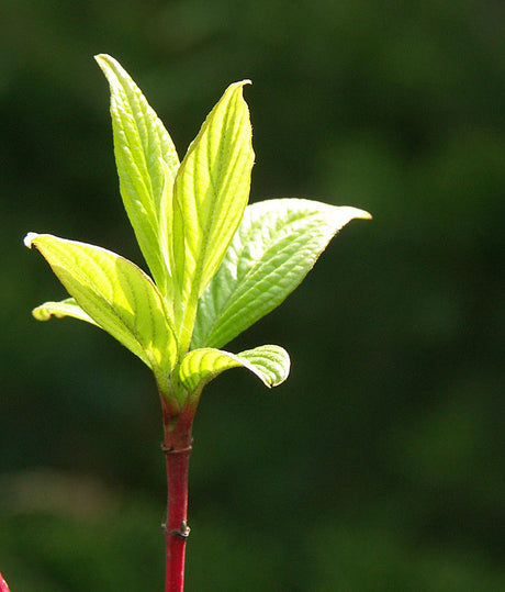 Kornell (Cornus sibirica) med röda grenar på vårvintern – lövfällande buske som är lätt att ta sticklingar från; rotning i kruka och sandig jord.