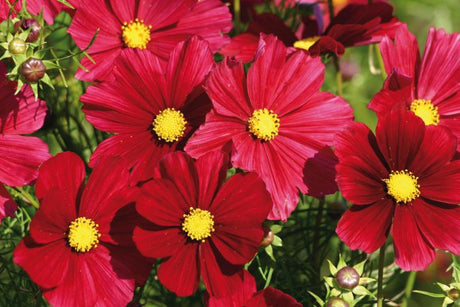 Cosmos bipinnatus 'Rubenza' blomfrö från Weibulls – Frönyheter 2025: mörkröda, pollinatörsvänliga sommarblommor för rabatt, kruka och balkong; hållbar odling i svenskt klimat.