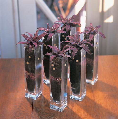 Cryptanthus bivittatus – stjärnformad krukväxt med julröda blad; perfekt julväxt och levande julpynt. Dekorera med guldglitter eller grupplantering för hållbar julstämning.
