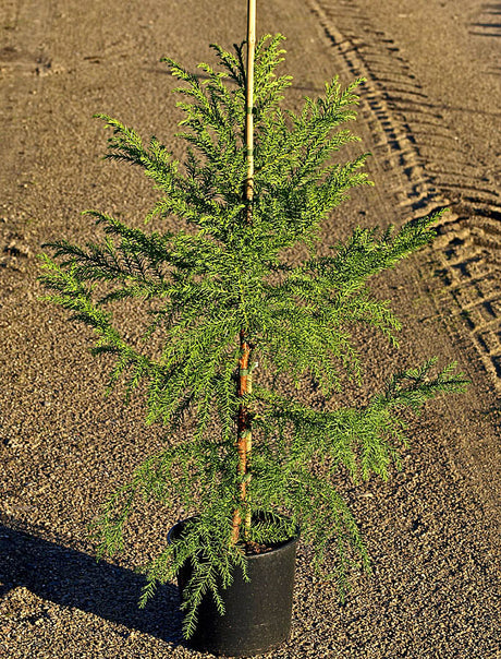 Kryptomeria, japansk ceder (Cryptomeria japonica) fk Göteborg – alltidgrön och härdig zon 3 med rödbrun flagnande bark, blågröna barr och pyramidformad krona; robust parkträd från Göteborgs botaniska trädgård.