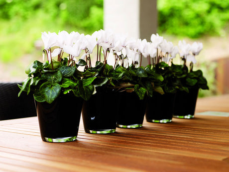 Cyclamen persicum (cyklamen) i rika färger med mönstrade blad; maxi, mini och mikro, även klockcyklamen Big Bells – trivs svalt och vattnas underifrån.