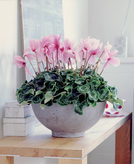 Cyklamen (Cyclamen persicum) – inomhus skötsel av höst- och vinterblomma: vattning underifrån med mjukt vatten, sval placering 15–18°C, undvik rotröta.