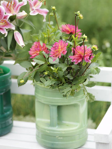 Dahlia i soligt läge på balkong eller uteplats – Månadens Blomma i augusti; plantering i näringsrik, väldränerad jord, regelbunden vattning och långtidsverkande näring för lång blomning i sensommar och höst
