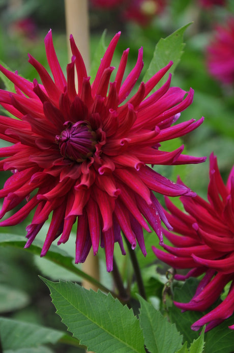 Dahlior i full blom under säsongsavslutningen på Sofiero Slott och Slottsträdgård i Helsingborg – dahliaskörd 25 september, plocka egen bukett för 5 kr per dahlia.